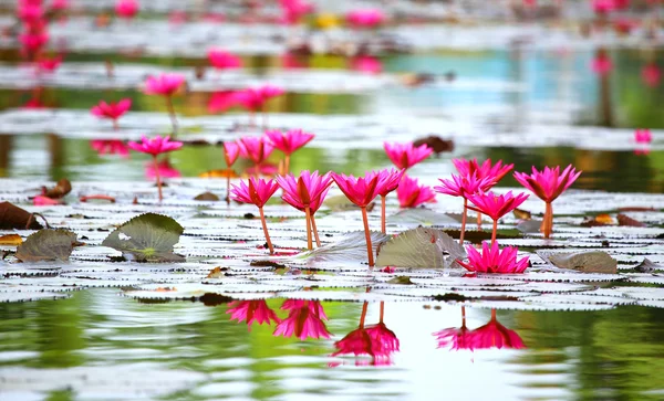 Water lily lotus flower and leaves in lake — Stock Photo, Image