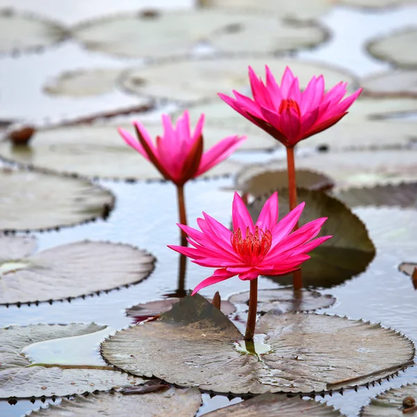 Water lily lotus flower and leaves — Stock Photo, Image