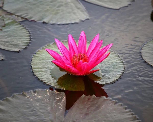 Water lily lotus flower and leaves — Stock Photo, Image