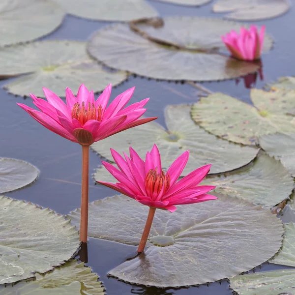 Flor de lótus lírio água e folhas — Fotografia de Stock