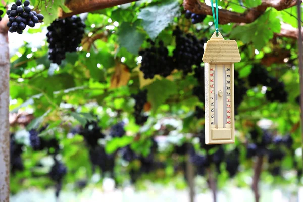 Temperatuur druif tuin controle door thermometer in chiang mai th — Stockfoto