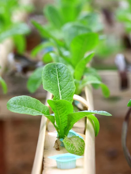 Granja hidropónica de verduras — Foto de Stock