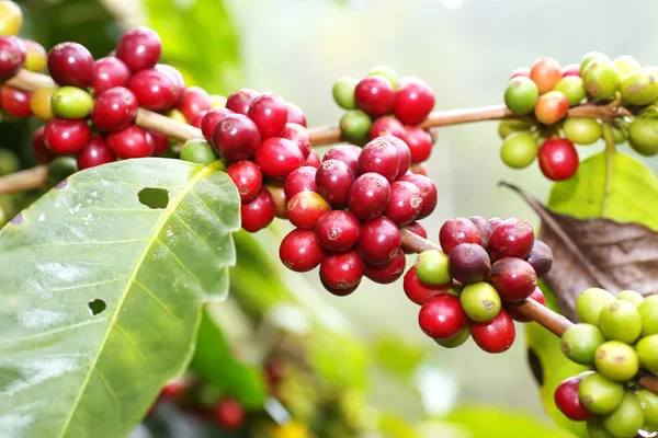 タイ北部の木に熟すコーヒー豆 — ストック写真