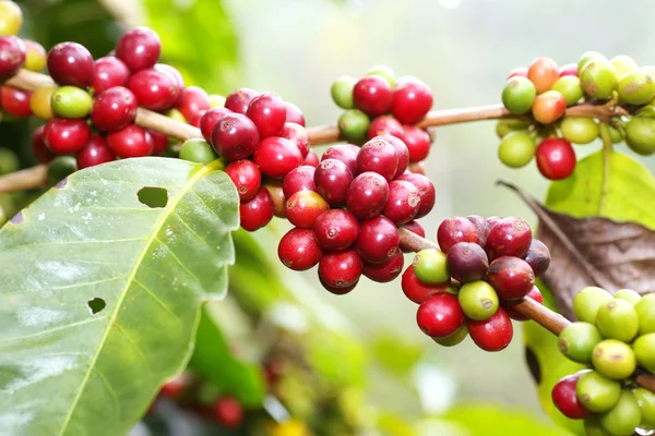 Coffee beans ripening on tree in North of thailand — Stock Photo, Image