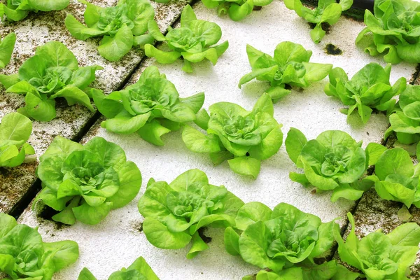 Vegetables hydroponics farm — Stock Photo, Image