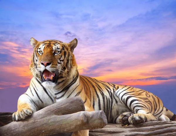 Tigre olhando algo na rocha com céu bonito ao pôr do sol — Fotografia de Stock