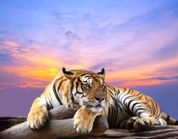 Tigre mirando algo en la roca con hermoso cielo al atardecer — Foto de Stock