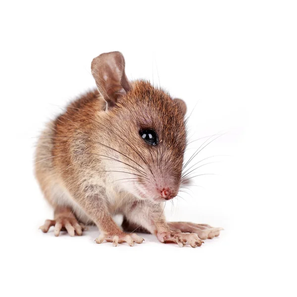 Braune Ratte, Rattus norvegicus, in Gefangenschaft, Erregerträger, auf weiß — Stockfoto