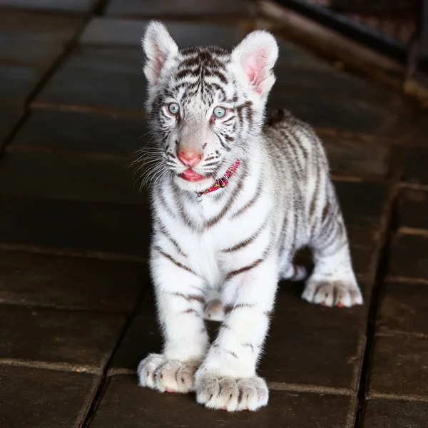 Bébé tigre blanc regardant dans le zoo — Photo