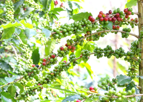 タイ北部の木に熟すコーヒー豆 — ストック写真