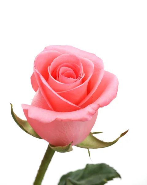 Pink rose isolated on white — Stock Photo, Image