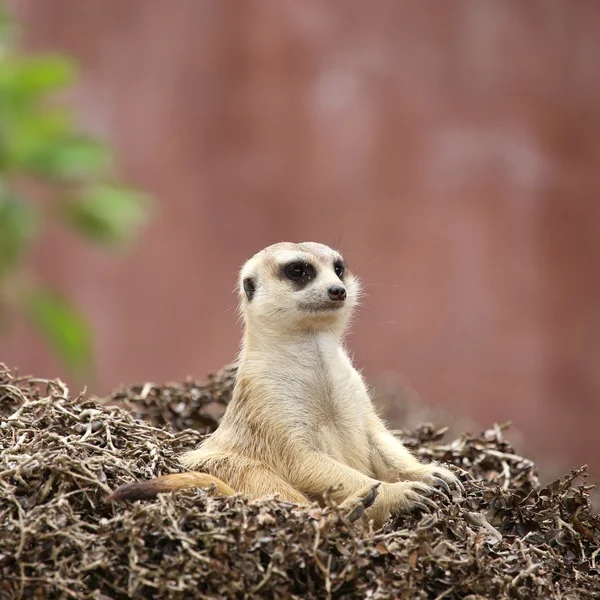 Meerkat sentarse — Foto de Stock