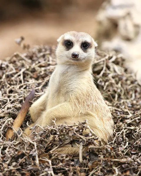 Meerkat assis sur arbre caméra à l'air sec — Photo