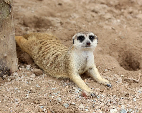 Meerkat looking camera — Stock Photo, Image