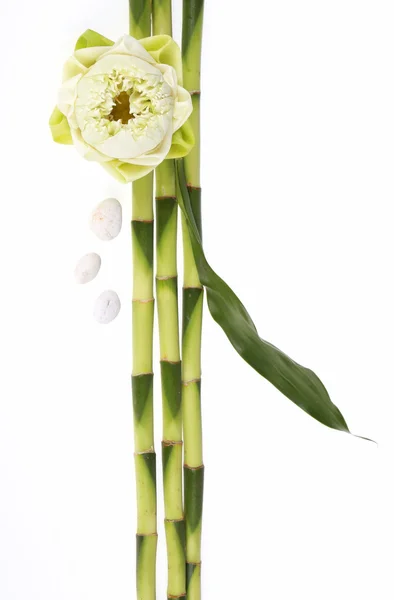 Lotus flower on bamboo with white rock concept spa — Stock Photo, Image