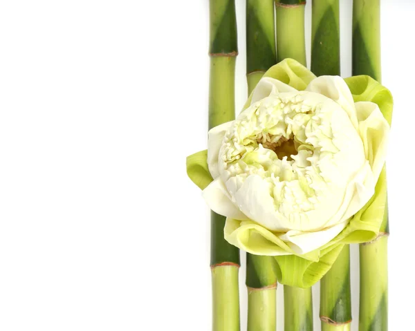 Lotus flower on bamboo with white rock concept spa — Stock Photo, Image