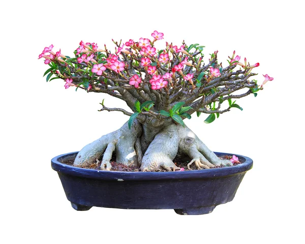 Desert Rose bloming in a flowerpot with clipping path — Stock Photo, Image