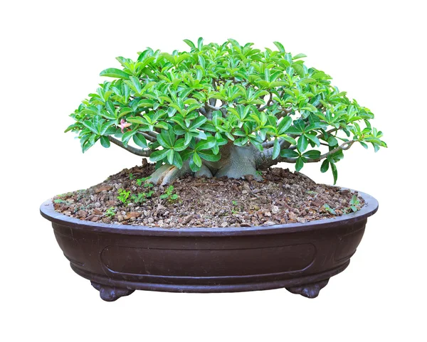 Desert Rose bloming in a flowerpot with clipping path — Stock Photo, Image