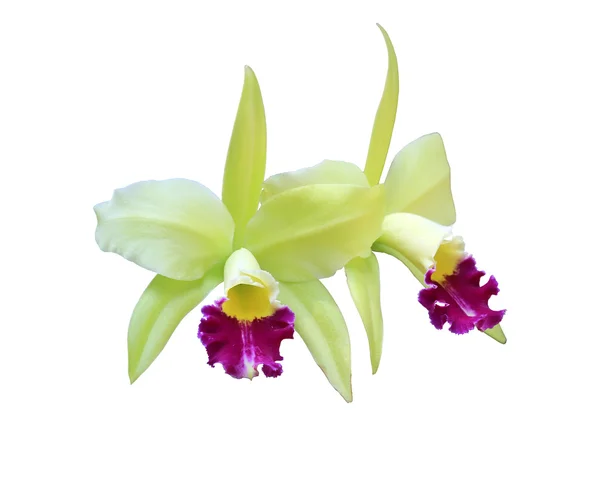 Cattleya  with clipping path on white background — Stock Photo, Image