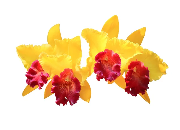 Cattleya color yellow with clipping path on white background — Stock Photo, Image