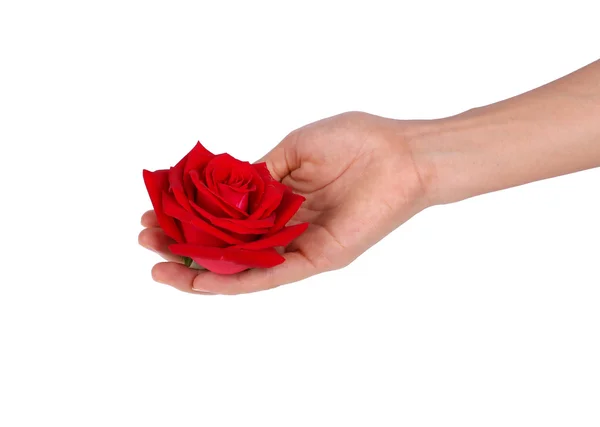 用手在白色背景上的红玫瑰 — 图库照片