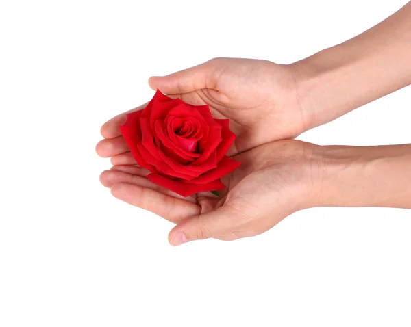 用手在白色背景上的红玫瑰 — 图库照片