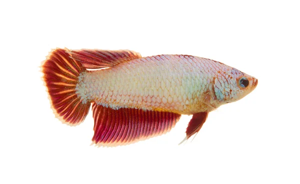 Сіамська бойова риба, бета ізольована на білому тлі — стокове фото