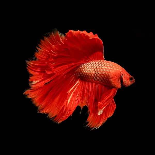 Pesce rosso siamese combattente, betta pesce isolato su nero — Foto Stock