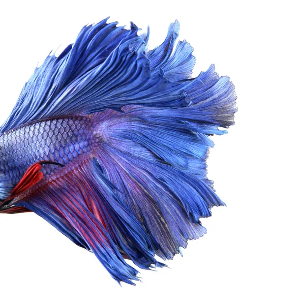 Primo piano su un corpo di pesce, blu Siamese pesce da combattimento - Betta Sple — Foto Stock