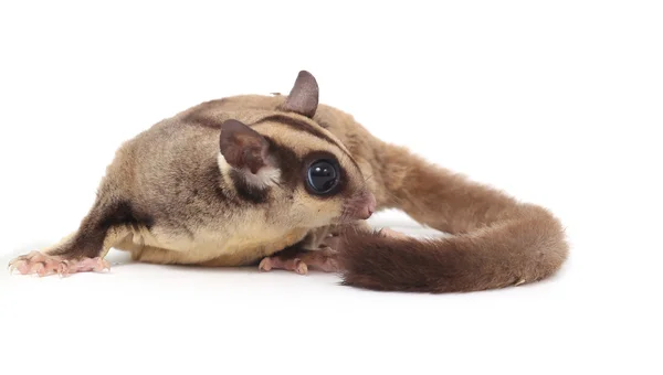 Mignon planeur à sucre - Petaurus breviceps sur fond blanc — Photo