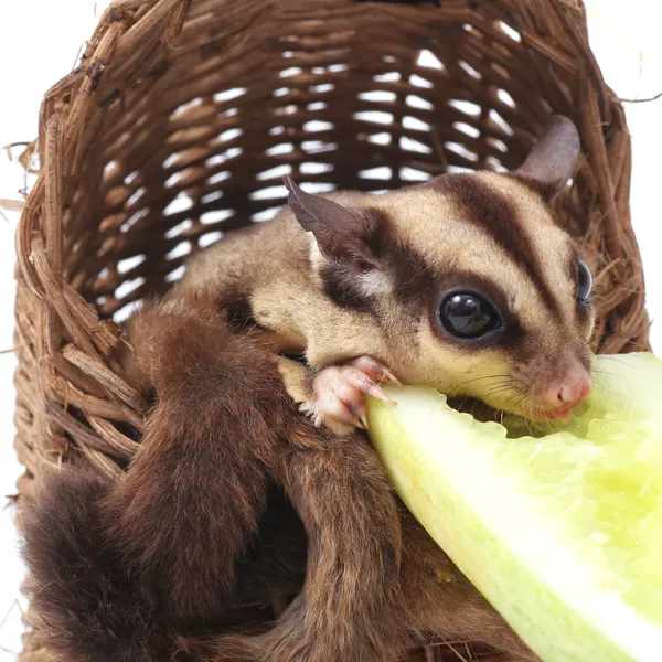 Cute sugar glider - Petaurus breviceps eating cucumber in woode — Stock Image Cute sugar glider - Petaurus breviceps eating cucumber in woode Stock Photo