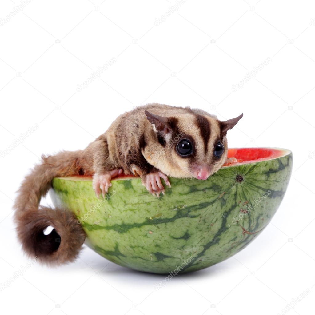 sugar glider  enjoy eating watermelon isolated on white