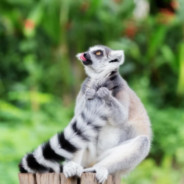 Lémur de cola anillada (lemur catta) sonreír Lengua y buscando algo — Foto de Stock