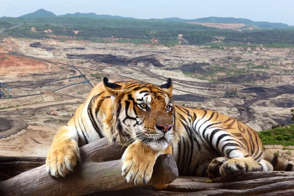 Tiger ser något på timmer med bakgrunden är kol mi — Stockfoto