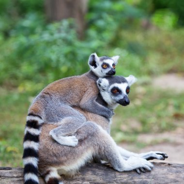 Ring-Tailed Maki (lemur catta) bir bebek yolculuğu ile geri geldi 