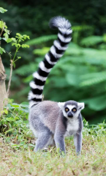 Ring-tailed lemur (lemur catta) looking — Stock Photo, Image