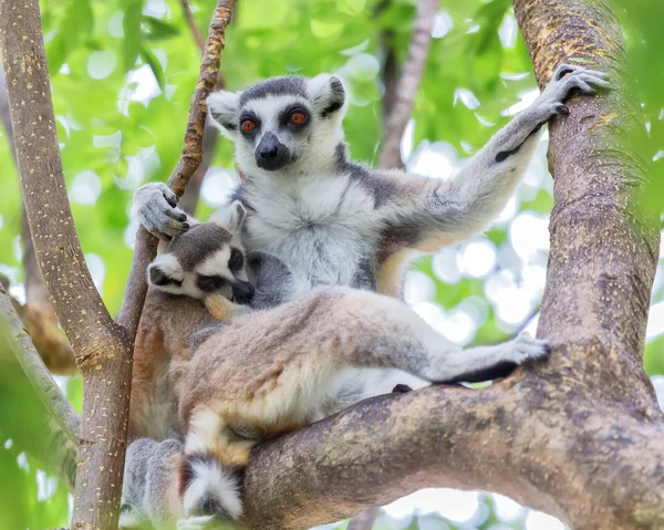 Ring-tailed lemur (lemur catta) ring-tailed lemur (lemur catta) — Stock Photo, Image