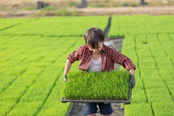 A farmer boy carring rice seedlings in tray with seedlings rice farm background.