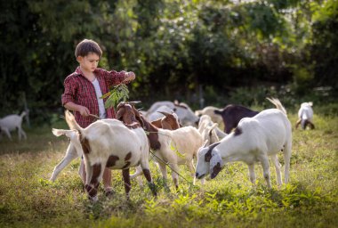 Oğlan keçi yetiştirerek kırsalda yaşıyor..