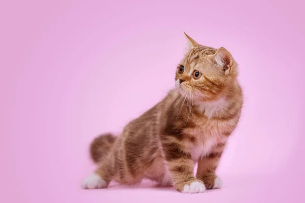 분홍색 배경에 고양이 — 스톡 사진