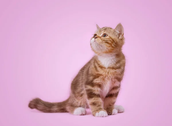 분홍색 배경에 고양이 — 스톡 사진