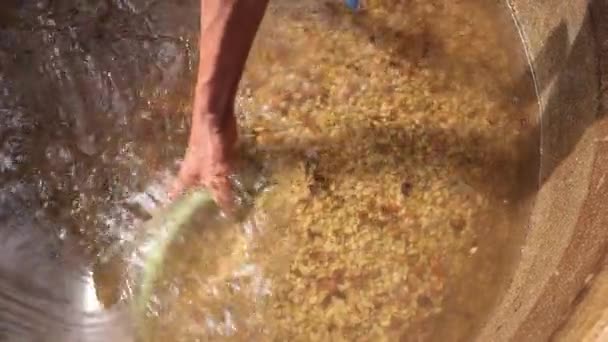 Hand Farmer Washing Coffee Beans Fermentation Water Which Process Wet — Stock Video