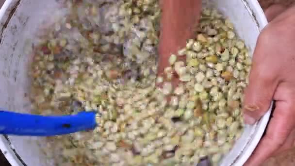 Mão Agricultor Lavando Grãos Café Após Fermentação Por Água Que — Vídeo de Stock