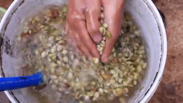 Mão Agricultor Lavando Grãos Café Após Fermentação Por Água Que — Vídeo de Stock