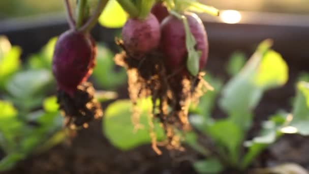 Fialová Ředkvička Zahradě Ekologického Zemědělství — Stock video