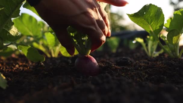 농부의 아름다운 일광욕으로 밭에서 자주색 무우를 수확한다 — 비디오