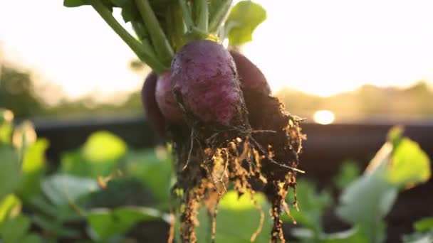 Fialová Ředkvička Zahradě Ekologického Zemědělství — Stock video