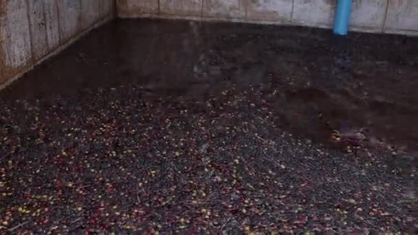 Gardeners Use Container Scoop Lighter Coffee Beans Out Soaking Pond — Stock Video