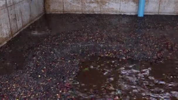 庭師は容器を使用して 浸漬池から軽いコーヒー豆をすくい取る コーヒー豆の生産プロセス — ストック動画