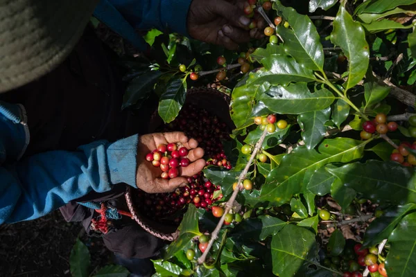 Hand Farmer Collecting Coffee Cherries North Thailand — Stock Photo, Image